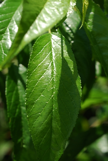 {Prunus hortulana}